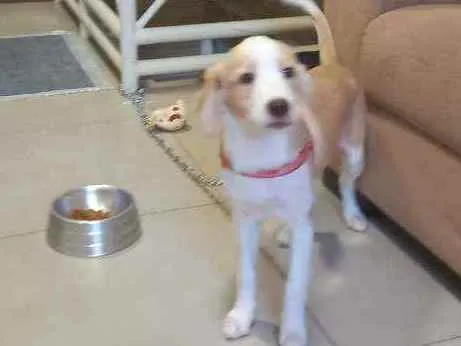 Cachorro raça Possível descendente de labrad idade 2 a 6 meses nome Teddy