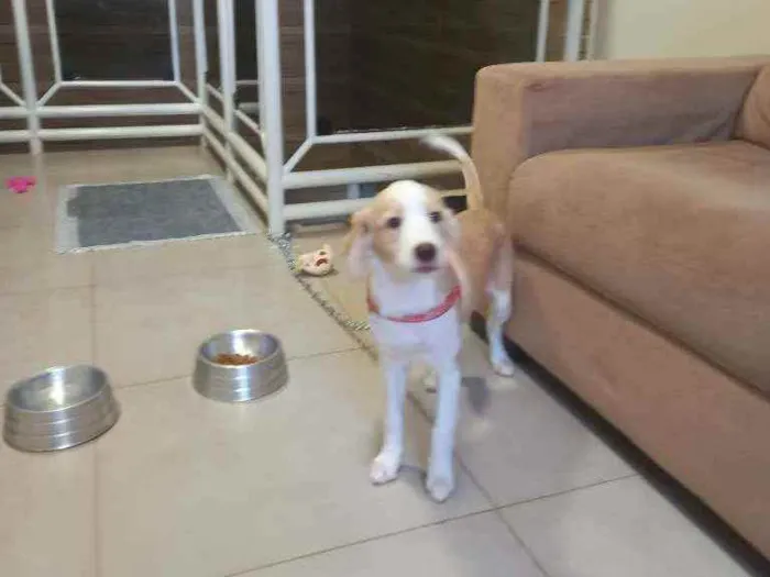 Cachorro raça Possível descendente de labrad idade 2 a 6 meses nome Teddy