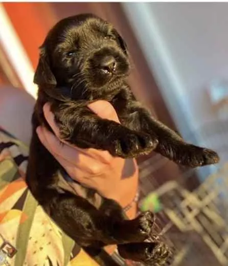 Cachorro raça Mestiço  idade Abaixo de 2 meses nome Romeu 