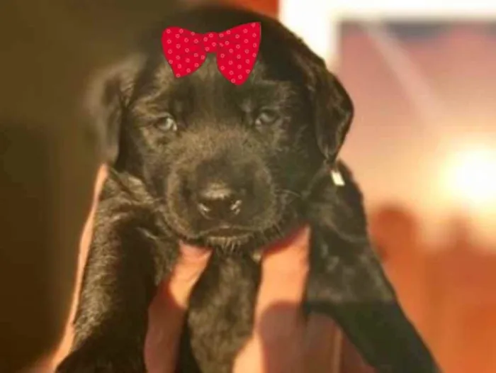 Cachorro ra a Mestiça  idade Abaixo de 2 meses nome Julieta 
