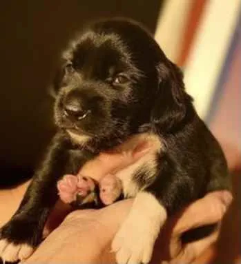 Cachorro ra a Mestiço  idade Abaixo de 2 meses nome Beethoven 