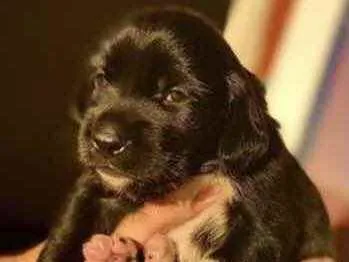 Cachorro ra a Mestiço  idade Abaixo de 2 meses nome Beethoven 