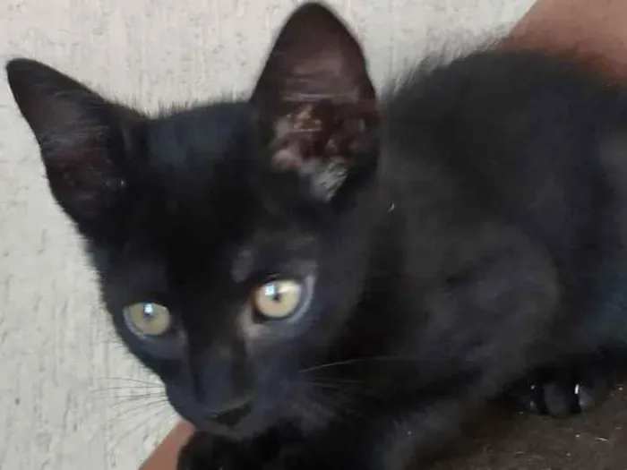Gato raça SRD  idade Abaixo de 2 meses nome Júlio 