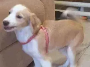 Cachorro raça Possível descendente labrad idade 2 a 6 meses nome Teddy
