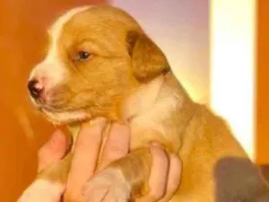 Cachorro raça Mestiço  idade Abaixo de 2 meses nome Capuccino 