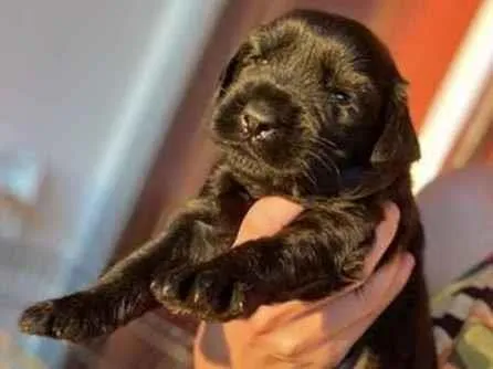 Cachorro raça Mestiço  idade Abaixo de 2 meses nome Romeu 