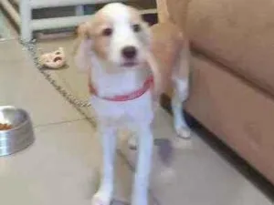 Cachorro raça Possível descendente de labrad idade 2 a 6 meses nome Teddy