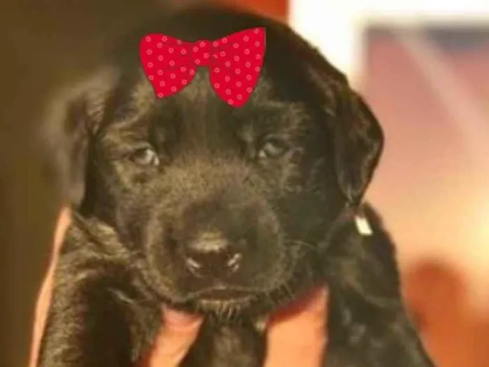Cachorro ra a Mestiça  idade Abaixo de 2 meses nome Julieta 