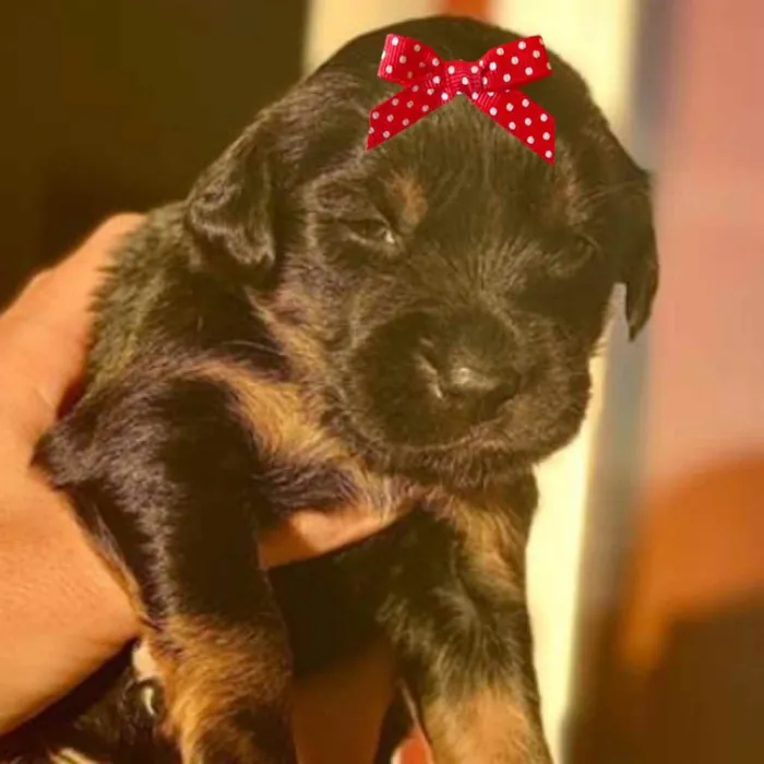 Cachorro ra a Mestiça  idade Abaixo de 2 meses nome Laica 