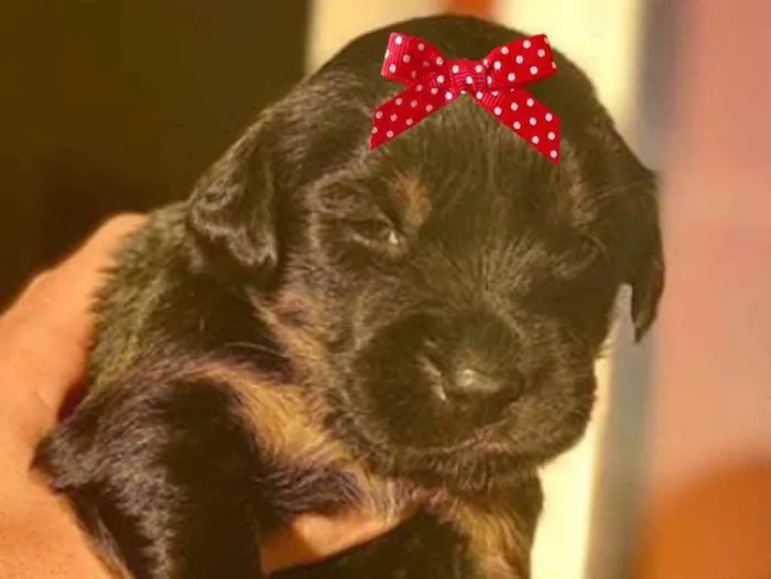 Cachorro ra a Mestiça  idade Abaixo de 2 meses nome Laica 