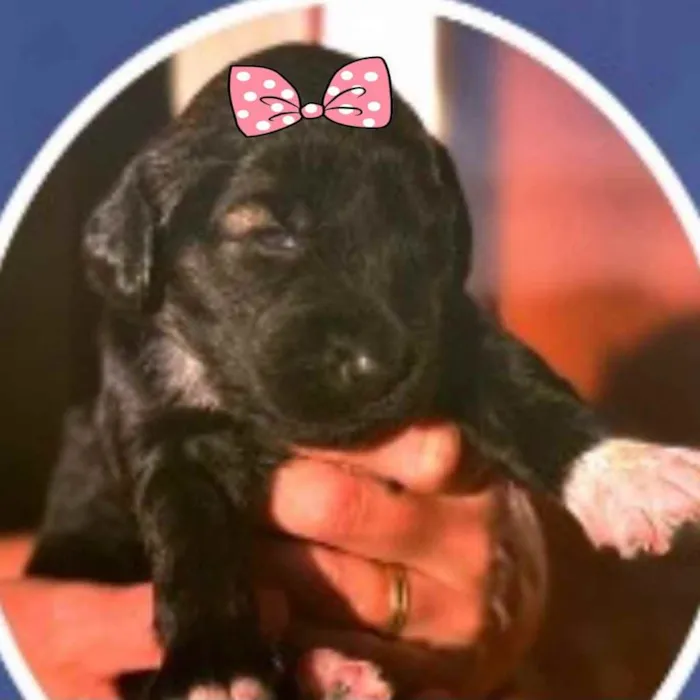 Cachorro ra a Mestiça  idade Abaixo de 2 meses nome Lilica 
