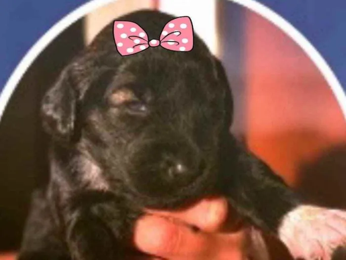 Cachorro ra a Mestiça  idade Abaixo de 2 meses nome Lilica 