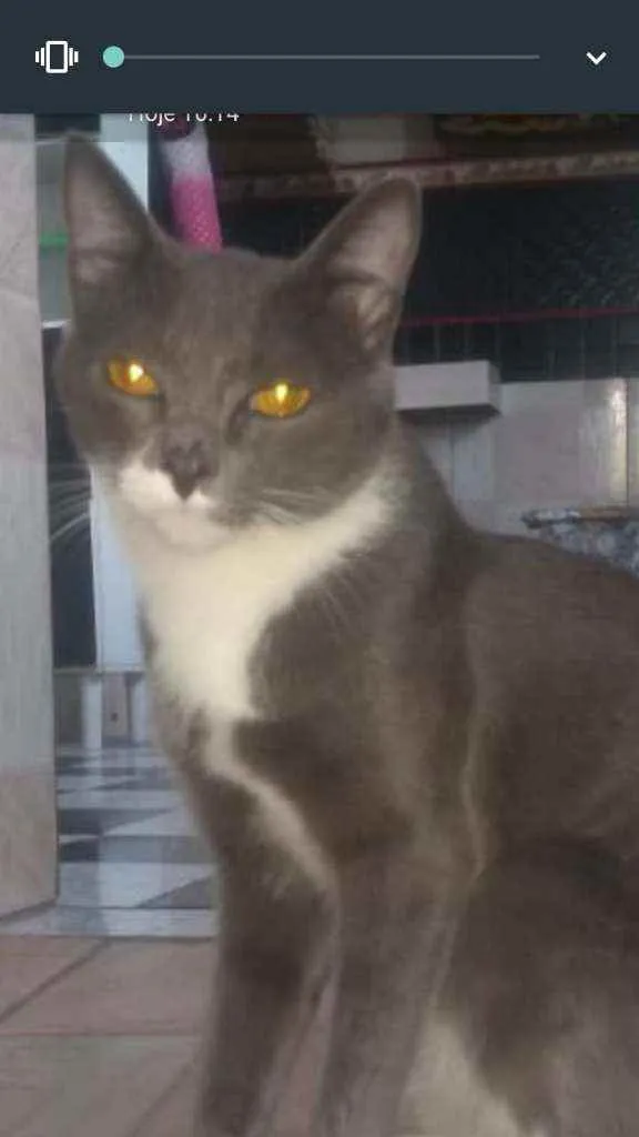 Gato raça Não sei idade 7 a 11 meses nome Pluma
