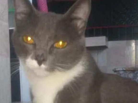 Gato raça Não sei idade 7 a 11 meses nome Pluma