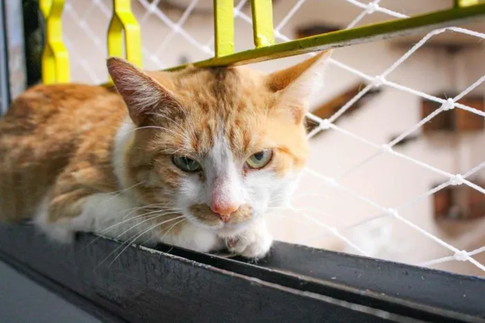 Gato ra a SRD-ViraLata idade 2 anos nome Lelô