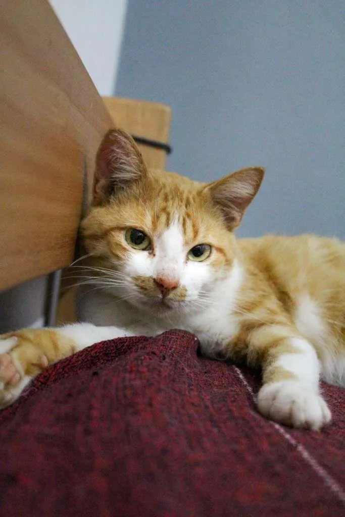 Gato ra a SRD-ViraLata idade 2 anos nome Lelô