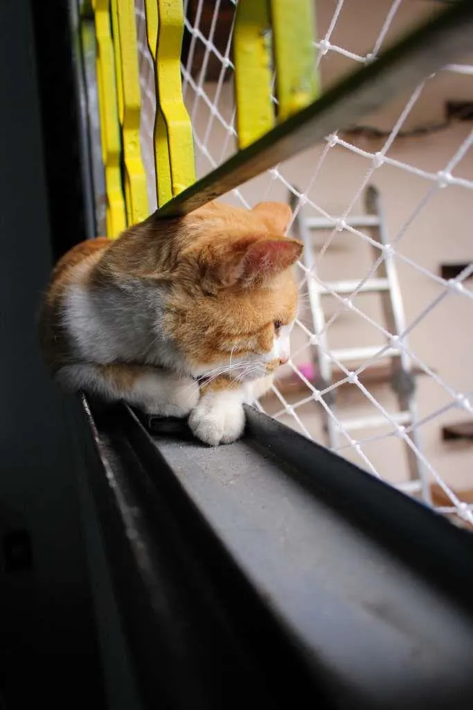 Gato ra a SRD-ViraLata idade 2 anos nome Lelô