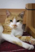 Lelô