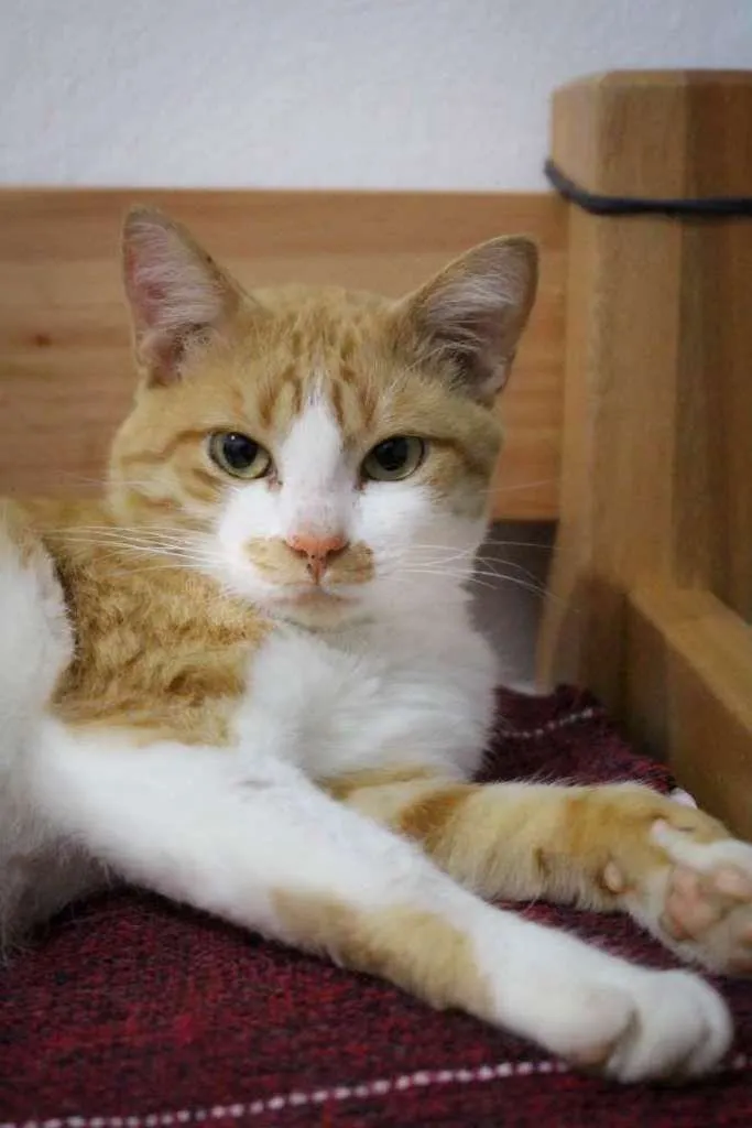 Gato ra a SRD-ViraLata idade 2 anos nome Lelô