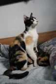 Tricô