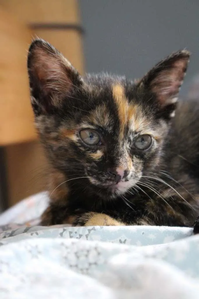 Gato ra a SRD-ViraLata idade 2 a 6 meses nome Bb