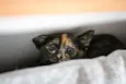 Bb