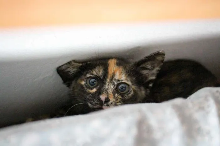Gato ra a SRD-ViraLata idade 2 a 6 meses nome Bb