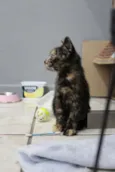 Bb