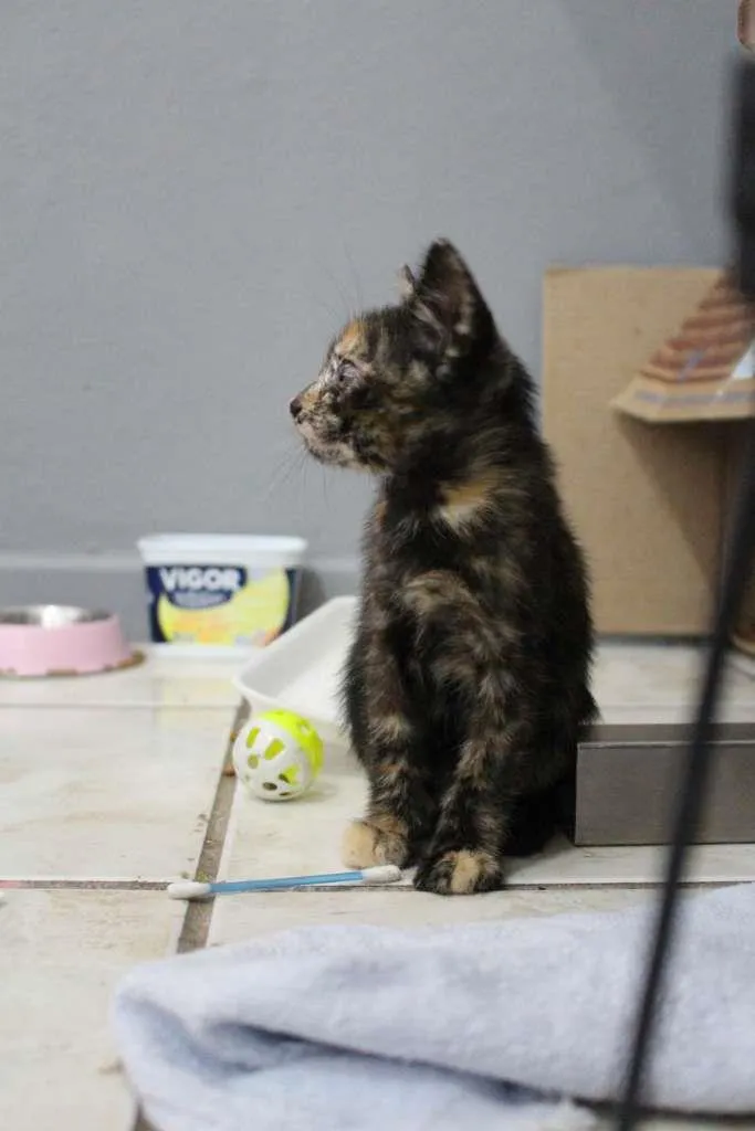 Gato ra a SRD-ViraLata idade 2 a 6 meses nome Bb