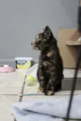 Bb