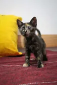 Bb