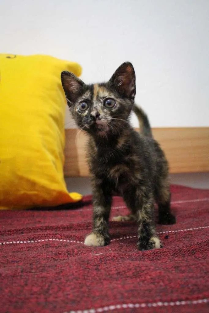 Gato ra a SRD-ViraLata idade 2 a 6 meses nome Bb