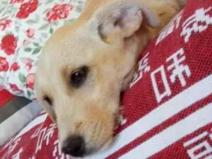 Cachorro raça SRD-ViraLata idade 2 a 6 meses nome Oliver