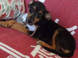 Cachorro raça SRD-ViraLata idade 2 a 6 meses nome Kaite