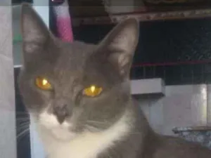 Gato raça Não sei idade 7 a 11 meses nome Pluma