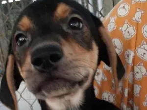 Cachorro raça Vira lata  idade 2 a 6 meses nome Pluto 