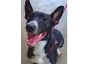 Cachorro raça Vira lata  idade 2 anos nome Ragazzo 