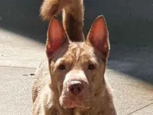 Cachorro raça Vira lata  idade 5 anos nome Herculano 