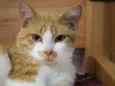 Lelô
