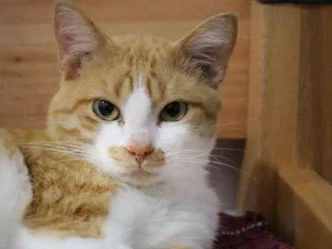 Gato ra a SRD-ViraLata idade 2 anos nome Lelô