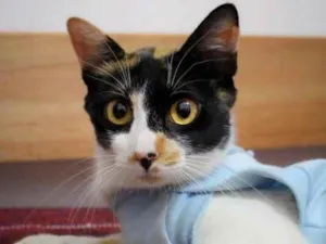 Gato raça SRD-ViraLata idade 1 ano nome Tricô