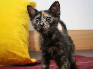 Gato raça SRD-ViraLata idade 2 a 6 meses nome Bb