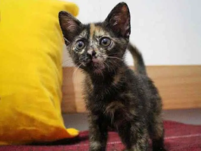 Gato ra a SRD-ViraLata idade 2 a 6 meses nome Bb