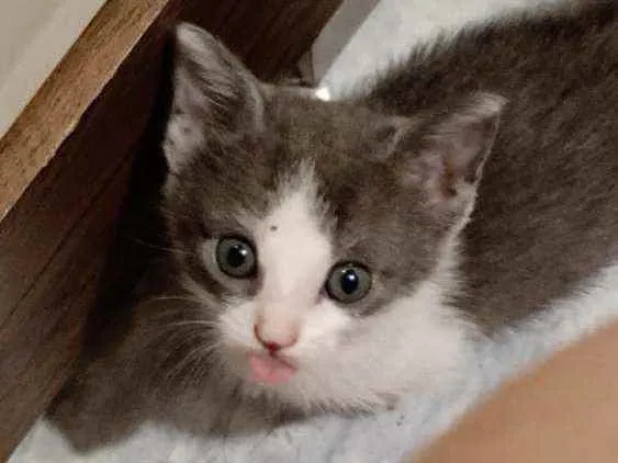 Gato ra a Sem raça idade 1 ano nome Banguela e Money