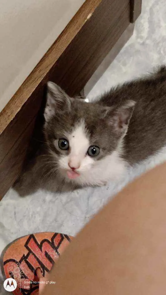 Gato ra a Sem raça idade Abaixo de 2 meses nome Sem nome