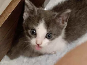 Gato raça Sem raça idade Abaixo de 2 meses nome Sem nome