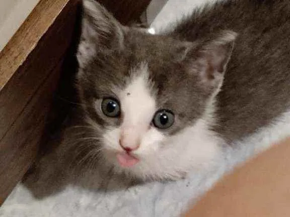 Gato ra a Sem raça idade Abaixo de 2 meses nome Sem nome