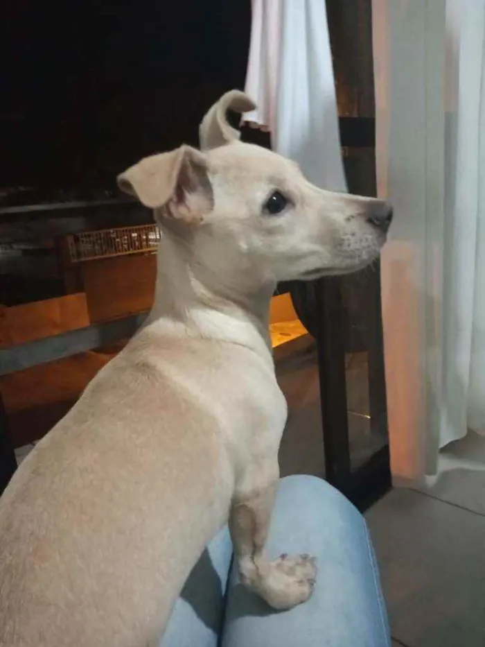 Cachorro ra a Vira lata idade 7 a 11 meses nome Thor