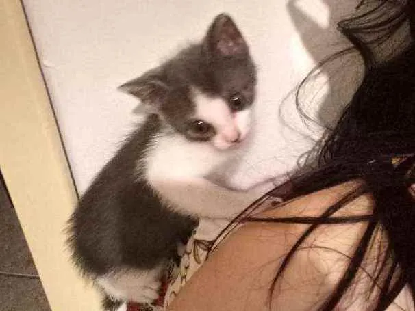 Gato ra a Sem raça idade Abaixo de 2 meses nome Sem nome