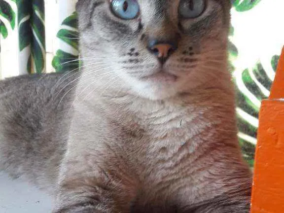 Gato ra a Srd siamês  idade 4 anos nome Juanito